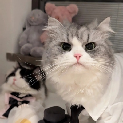 萌炸了!一左一右可爱猫猫情侣头像来啦! 情侣头像 第9张 萌炸了!一左一右可爱猫猫情侣头像来啦! 情侣头像 第9张