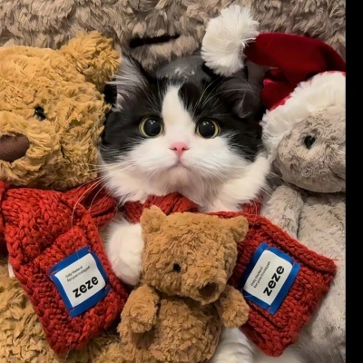 萌炸了!一左一右可爱猫猫情侣头像来啦! 情侣头像 第3张 萌炸了!一左一右可爱猫猫情侣头像来啦! 情侣头像 第3张