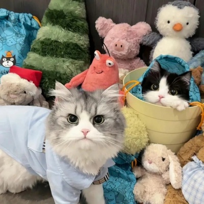 萌炸了!一左一右可爱猫猫情侣头像来啦! 情侣头像 第7张 萌炸了!一左一右可爱猫猫情侣头像来啦! 情侣头像 第7张