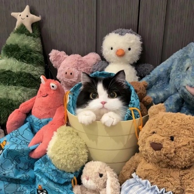 萌炸了!一左一右可爱猫猫情侣头像来啦! 情侣头像 第8张 萌炸了!一左一右可爱猫猫情侣头像来啦! 情侣头像 第8张