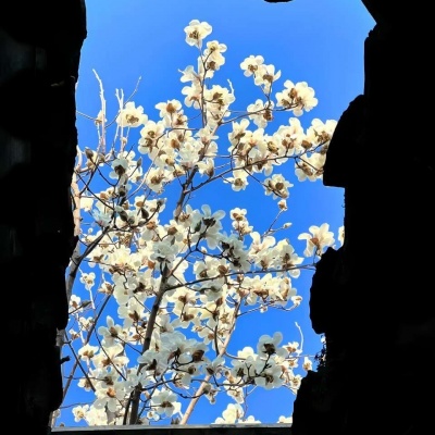 被天空花朵风景头像美哭啦! 风景头像 第2张 被天空花朵风景头像美哭啦! 风景头像 第2张