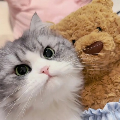 萌炸了!一左一右可爱猫猫情侣头像来啦! 情侣头像 第5张 萌炸了!一左一右可爱猫猫情侣头像来啦! 情侣头像 第5张