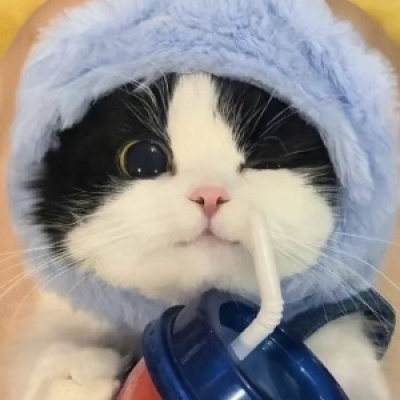 萌炸啦!可爱搞怪猫咪头像来袭 动物头像 第4张 萌炸啦!可爱搞怪猫咪头像来袭 动物头像 第4张
