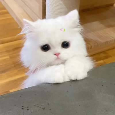 萌炸啦!可爱搞怪猫咪头像来袭 动物头像 第7张 萌炸啦!可爱搞怪猫咪头像来袭 动物头像 第7张