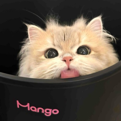 萌化啦!可爱小猫咪卖萌头像来袭 动物头像 第5张 萌化啦!可爱小猫咪卖萌头像来袭 动物头像 第5张
