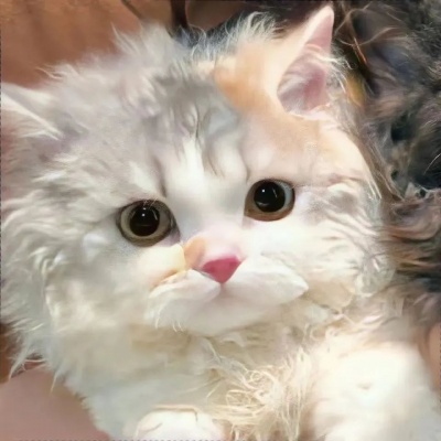 可爱猫咪情头一左一右，超有爱 情侣头像 第6张