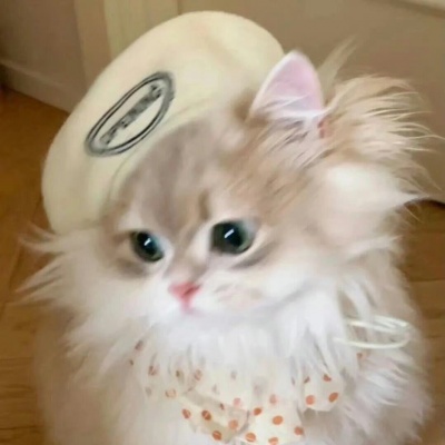 萌化啦！超可爱猫咪头像 动物头像 第4张
