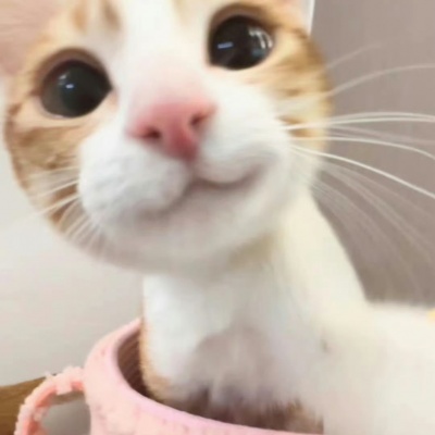 萌化啦！超可爱猫咪头像 动物头像 第2张