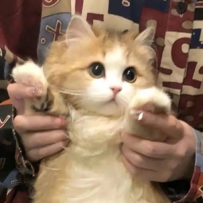 可爱猫咪情头一左一右，超有爱 情侣头像 第3张