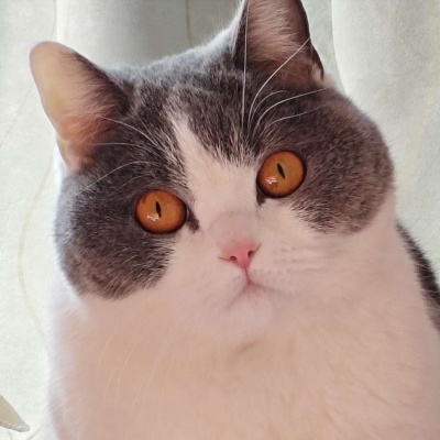 🐱超萌!可爱搞怪猫咪头像精选 动物头像 第2张 🐱超萌!可爱搞怪猫咪头像精选 动物头像 第2张