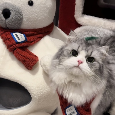 🐱萌化啦!可爱猫咪超萌情侣头像推荐 情侣头像 第2张 🐱萌化啦!可爱猫咪超萌情侣头像推荐 情侣头像 第2张