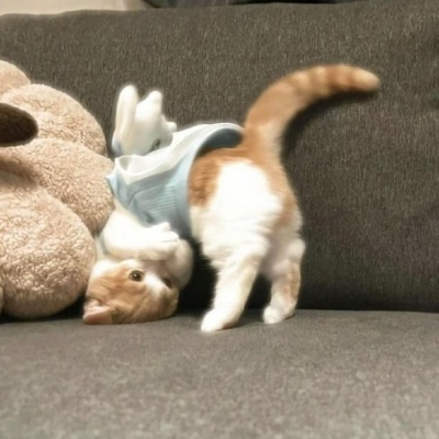 🐱超萌！可爱小猫头像精选 动物头像 第5张