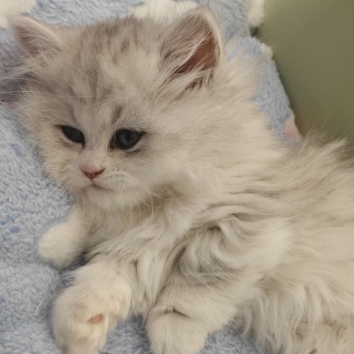 🐱超萌!可爱搞怪猫咪头像精选 动物头像 第4张 🐱超萌!可爱搞怪猫咪头像精选 动物头像 第4张