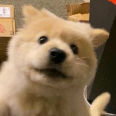 🐶萌化啦！超可爱的小狗头像来袭  动物头像 第9张