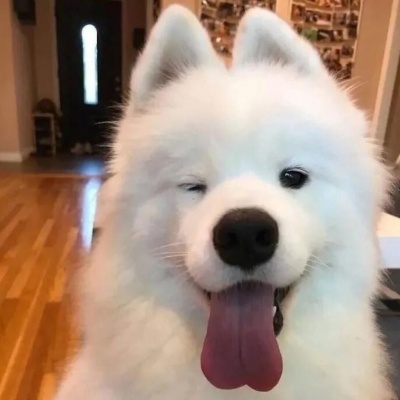 🐶萌化啦！超可爱的小狗头像来袭  动物头像 第8张