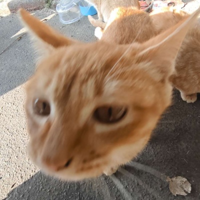 🐱超萌！可爱搞怪猫咪头像精选