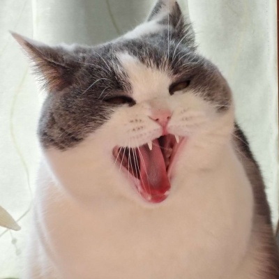 🐱超萌!可爱搞怪猫咪头像精选 动物头像 第3张 🐱超萌!可爱搞怪猫咪头像精选 动物头像 第3张
