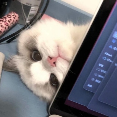 🐱超萌！可爱小猫头像精选 动物头像 第3张