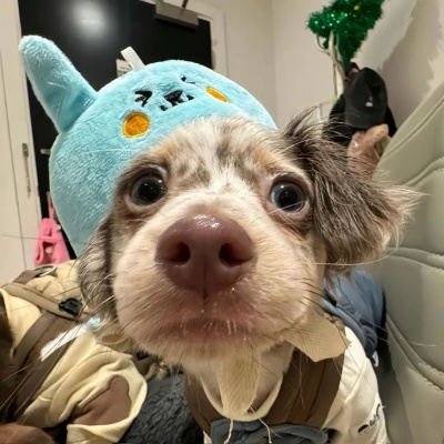 🐕高级感拉满的可爱小狗热恋情头来啦! 情侣头像 第6张 🐕高级感拉满的可爱小狗热恋情头来啦! 情侣头像 第6张