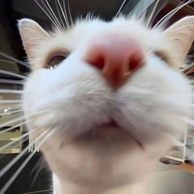 🐾超萌！可爱小动物一左一右情头来了 情侣头像 第3张