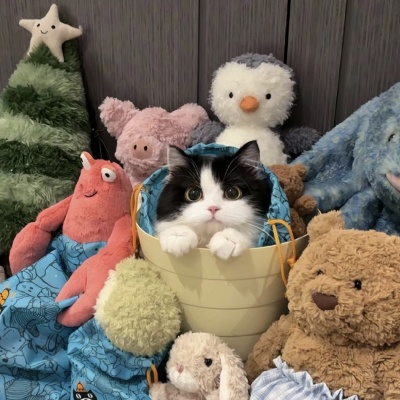 🐱萌化啦!可爱猫咪超萌情侣头像推荐 情侣头像 第6张 🐱萌化啦!可爱猫咪超萌情侣头像推荐 情侣头像 第6张
