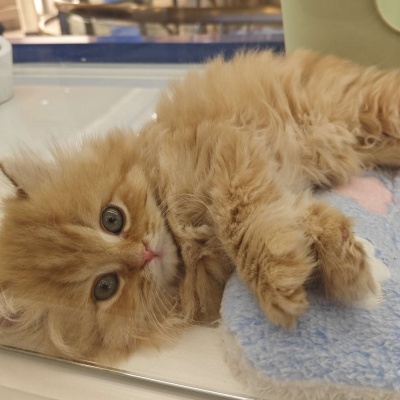 🐱超萌!可爱搞怪猫咪头像精选 动物头像 第7张 🐱超萌!可爱搞怪猫咪头像精选 动物头像 第7张