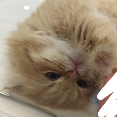 🐱超萌!可爱搞怪猫咪头像精选 动物头像 第6张 🐱超萌!可爱搞怪猫咪头像精选 动物头像 第6张