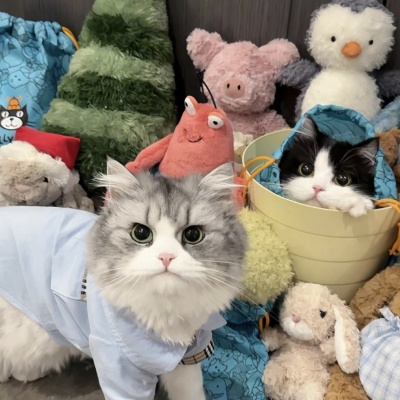 🐱萌化啦!可爱猫咪超萌情侣头像推荐 情侣头像 第5张 🐱萌化啦!可爱猫咪超萌情侣头像推荐 情侣头像 第5张