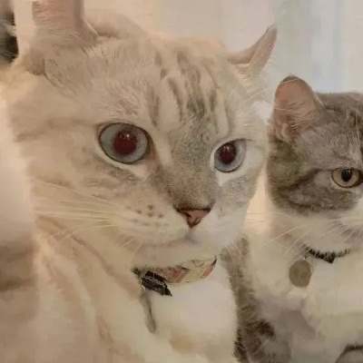🐾萌翻啦！可爱小狗和小猫的动物情头推荐 情侣头像 第2张