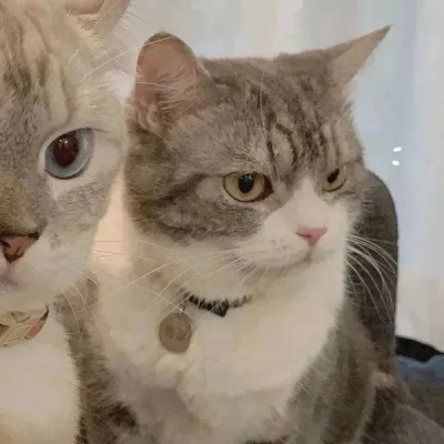 🐾萌翻啦!可爱小狗和小猫的动物情头推荐