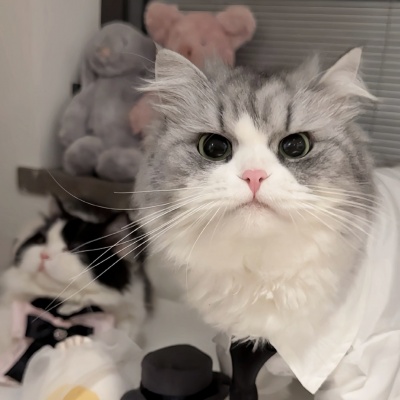 🐱萌化啦!可爱猫咪超萌情侣头像推荐 情侣头像 第9张 🐱萌化啦!可爱猫咪超萌情侣头像推荐 情侣头像 第9张