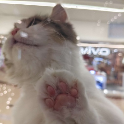 🐱超萌!可爱搞怪猫咪头像精选 动物头像 第8张 🐱超萌!可爱搞怪猫咪头像精选 动物头像 第8张