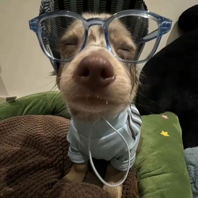 🐕高级感拉满的可爱小狗热恋情头来啦! 情侣头像 第2张 🐕高级感拉满的可爱小狗热恋情头来啦! 情侣头像 第2张