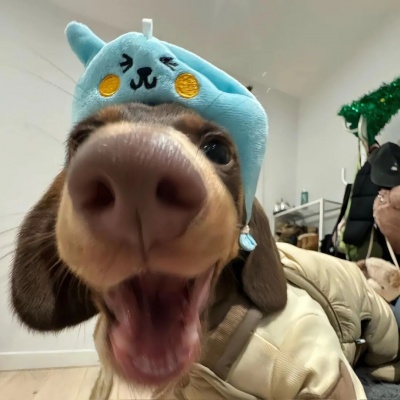 🐕高级感拉满的可爱小狗热恋情头来啦! 情侣头像 第5张 🐕高级感拉满的可爱小狗热恋情头来啦! 情侣头像 第5张