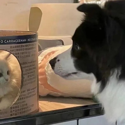 🐾萌翻啦！可爱小狗和小猫的动物情头推荐 情侣头像 第7张