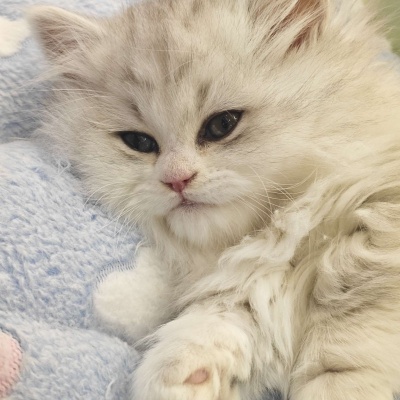 🐱超萌!可爱搞怪猫咪头像精选 动物头像 第5张 🐱超萌!可爱搞怪猫咪头像精选 动物头像 第5张
