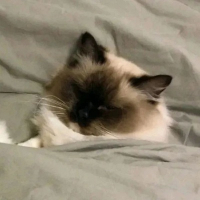 🐾萌翻啦！可爱小狗和小猫的动物情头推荐 情侣头像 第9张