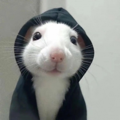 🐾超萌！可爱小动物一左一右情头来了 情侣头像 第8张