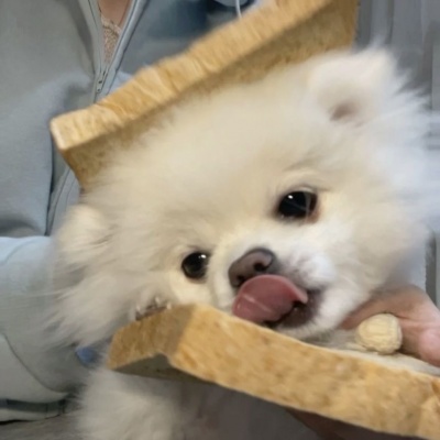 🐶萌化啦！超可爱的小狗头像来袭  动物头像 第3张