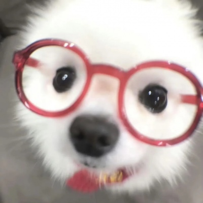 🐾超萌！可爱小动物一左一右情头来了 情侣头像 第2张