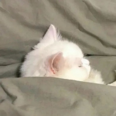 🐾萌翻啦！可爱小狗和小猫的动物情头推荐 情侣头像 第10张