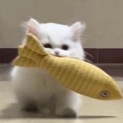 🐱超萌！可爱小猫头像精选 动物头像 第1张