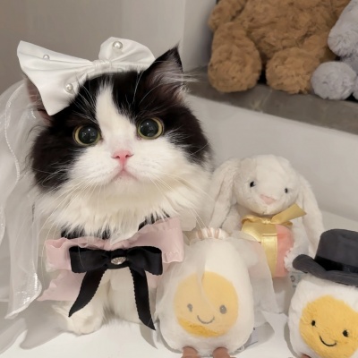 🐱萌化啦!可爱猫咪超萌情侣头像推荐 情侣头像 第10张 🐱萌化啦!可爱猫咪超萌情侣头像推荐 情侣头像 第10张