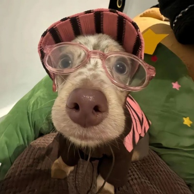 🐕高级感拉满的可爱小狗热恋情头来啦!