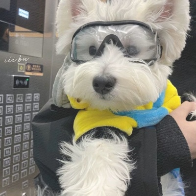 🐶萌化啦！超可爱的小狗头像来袭  动物头像 第6张