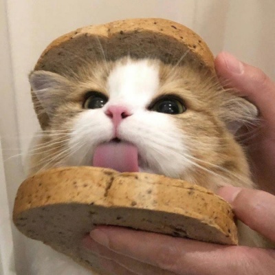 🐱超萌！可爱小猫头像精选 动物头像 第2张