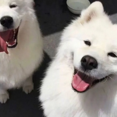 🐾萌翻啦！可爱小狗和小猫的动物情头推荐 情侣头像 第5张