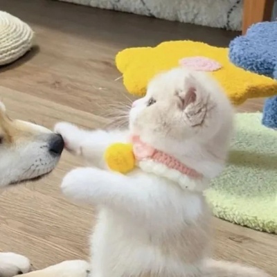 🐾萌翻啦！可爱小狗和小猫的动物情头推荐 情侣头像 第3张