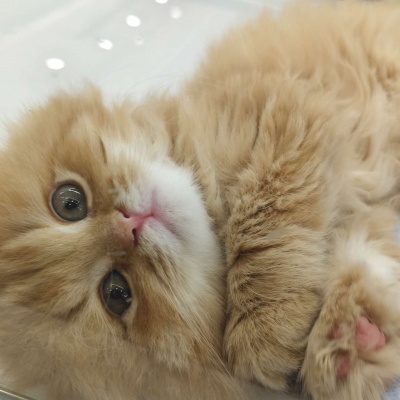 🐱超萌!可爱搞怪猫咪头像精选 动物头像 第9张 🐱超萌!可爱搞怪猫咪头像精选 动物头像 第9张