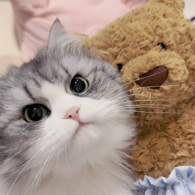🐱萌化啦!可爱猫咪超萌情侣头像推荐 情侣头像 第7张 🐱萌化啦!可爱猫咪超萌情侣头像推荐 情侣头像 第7张